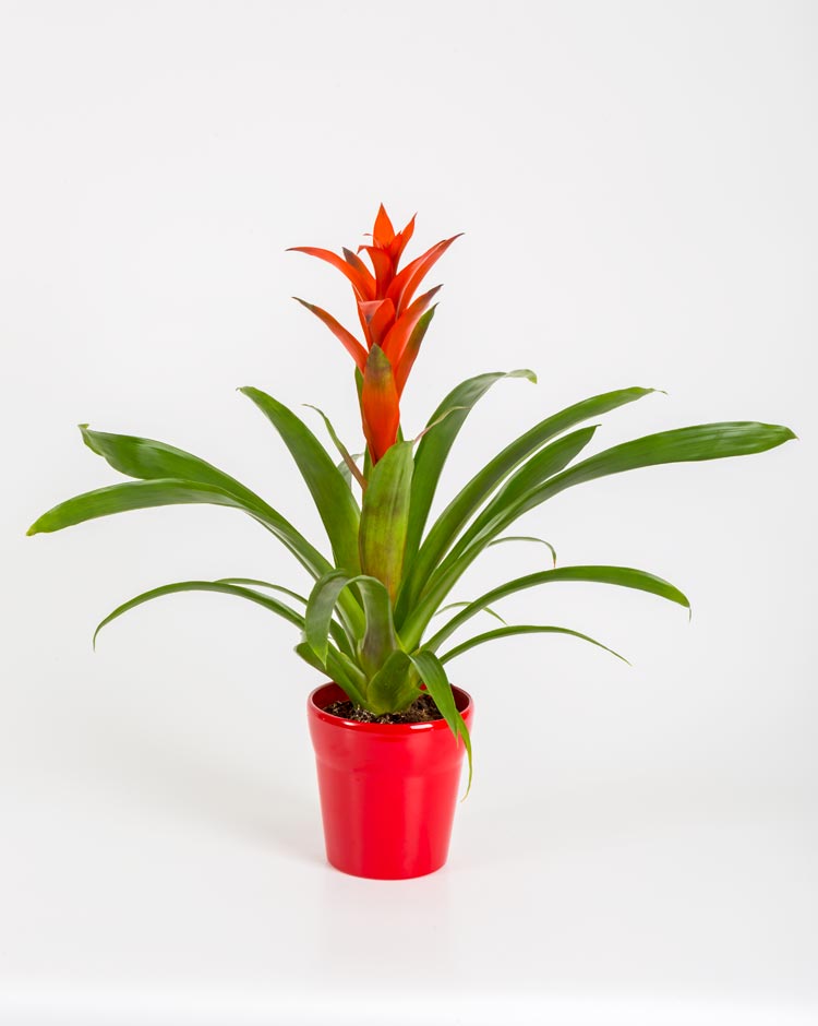 Guzmania